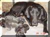 Great Dane Puppies , Great Danes for Sale , Great Dane Breeders